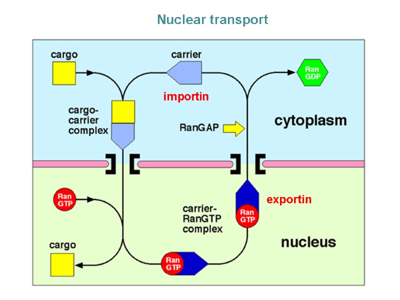 Nuclear transport importin exportin